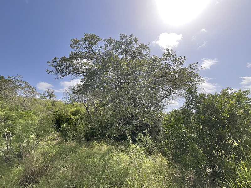 Tract Image - 16