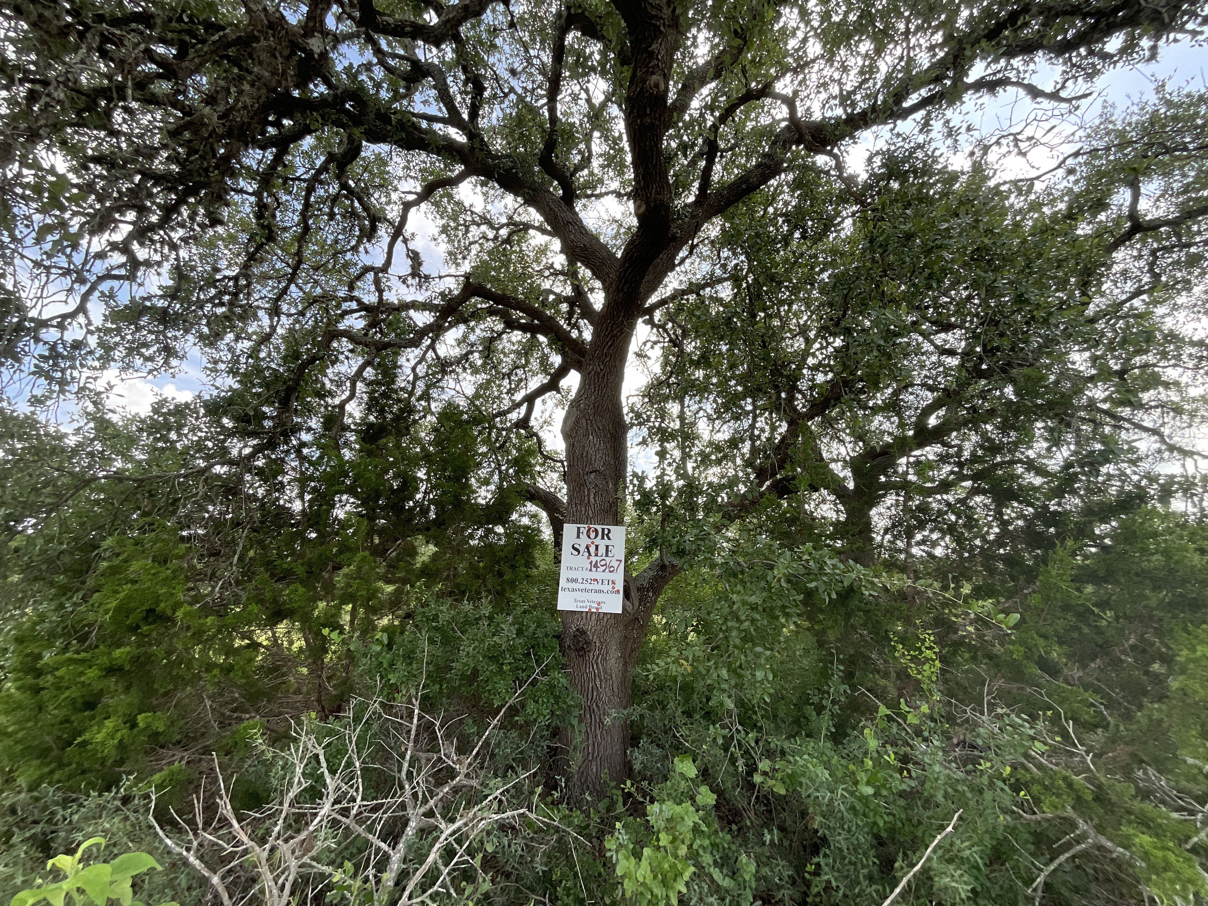 Tract 14967